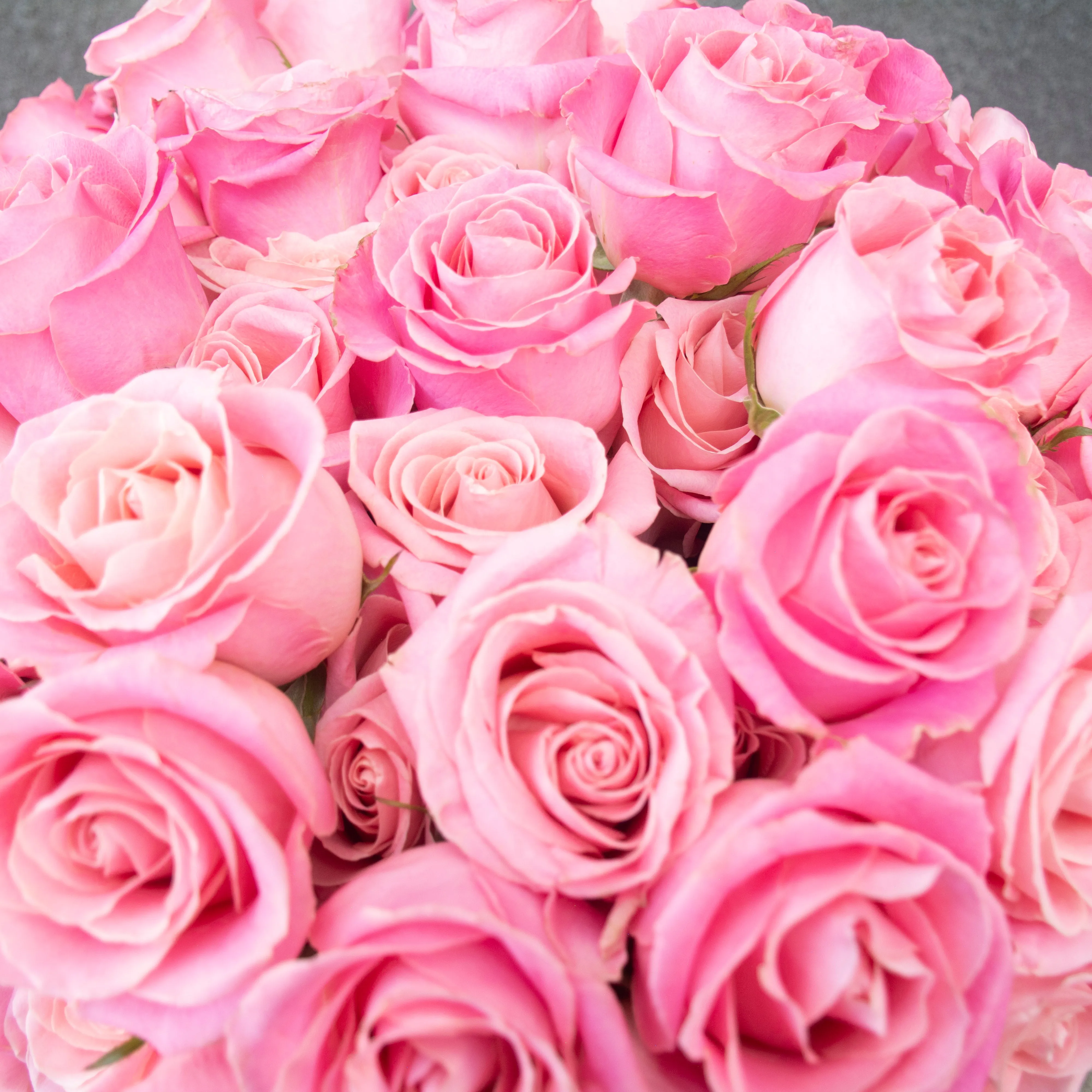 Blush Bloom Haven